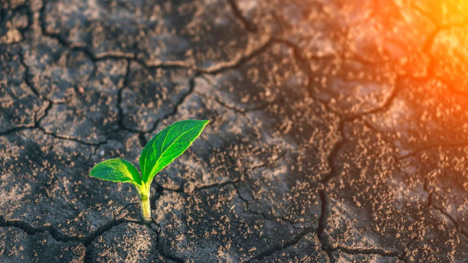 Ein wahrer Gewinner gibt nie auf